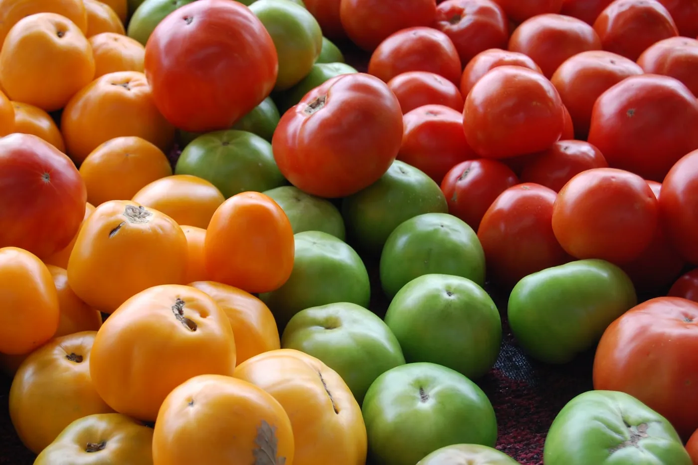 A large pile of red, orange and green tomatoes